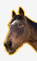 horse